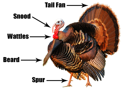 turkey anatomy diagram